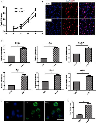 Fig. 6. Development of FGSCs after AKT overexpression in vitro. (A) The change in cell proliferation as detected by CCK-8 assays. (B) The EDU detection of AKT overexpression in FGSCs. (C) The expression of PCNA, c-Myc, cyclin A, MVH, Oct-4 and Gdf-9 analysed by RTPCR. (D) Immunofluorescence analysis for Gdf-9 cells in the AKT-overexpression FGSCs. (E) Percentage of cells showing punctate Gdf-9 staining. * p< 0.05. Scale bars: 25 µm (B, D).