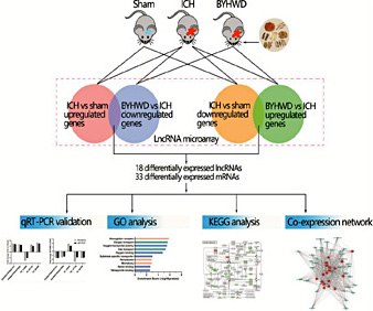 Fig. 1. Flowchart of the study. Differentially expressed lncRNAs and mRNAs from 2 intersections (ICH vs Sham and BYHWD vs ICH). GO and KEGG analyses were used to explore closely related biological roles and signaling pathways. qRT-PCR was used to validate the changes in genes based on the lncRNA microarrays. The co-expression network was constructed to explore potential interactions between genes.