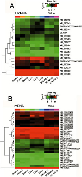 Fig. 2. Hierarchical cluster heat map showing differentially expressed lncRNAs (A) and mRNAs (B) from 2 intersections (ICH vs Sham and BYHWD vs ICH). Each of the three adjacent columns represents samples from the sham-operated group, ICH group and BYHWD group in order. Each row represents genes with lncRNAs (A) and mRNAs (B) labeled in the rightmost column. A bar representing expression level is shown in the upper right-most corner. Red indicates relatively high expression; green indicates relatively low expression; and black indicates no change.