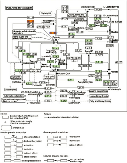 Fig. 4. KEGG pathway analysis and detailed network of “pyruvate metabolism”. KEGG pathway analysis identified pyruvate metabolism as the most correlated signaling pathway. Each green box represents a specific gene or key enzyme. Each white box represents a species-specific pathway. Black outlines represent the lack of significant change. The representative significance of each related symbol is shown below. The differentially expressed mRNAs for KEGG pathway analysis were obtained by comparing the sham, ICH and BYHWD groups.