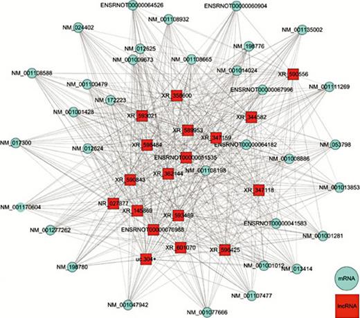 Fig. 6. Co-expression network of lncRNAs and mRNAs from the 2 intersections. Red dots represent lncRNAs, and blue dots represent correlated mRNAs. There were 53 nodes and 595 connections (308 positive interactions and 287 negative interactions) in this co-expression network.