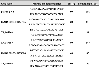 Primers designed for qRT-PCR validation of candidate lncRNAs. Tm: temperature. bp: base pair