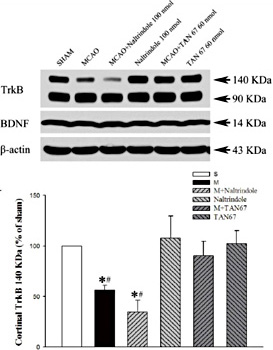 Fig. 3. Effect of DOR activation on cortical TNF-α expression in hypoxia. Top panel, Representative blots of Western blot analysis of the cortical tissues. Bottom panel, Relative levels of TNF-α. C, Normoxic control. H, Hypoxia. C + U (UFP-512, a DOR agonist), DOR activation with UFP-512 in normoxic condition. H + U (UFP-512), DOR activation with UFP-512 in hypoxic condition. N = 4, 5 and 6 for 1, 3 and 10 days groups, respectively. *p< 0.05 vs. the control. #p< 0.05 vs. C + U (UFP-512). Δ p< 0.05 vs. H + U (UFP-512). Note that 10 days hypoxia significantly increased the level of TNF-α, while DOR activation completely inhibited such increase. Cited from Tian et al. [110].