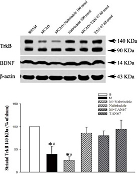 Fig. 5. Effects of DOR activation and inhibition on striatal TrkB at 24 hours after MCAO. Top panel, Representative Western blot images of TrkB expression in different groups. Bottom panel, Quantitative analysis of 140 KDa full-length TrkB (n=4). S, Sham control. M, MCAO. *P< 0.05 vs. the sham control. #P< 0.05 vs. M + TAN67 (a DOR agonist). Note that the MCAO-induced changes and DOR effects are the same as those of the cortex. Cited from Tian et al. [110].