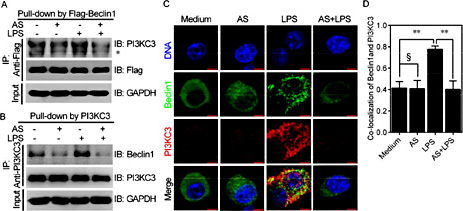 Artesunate Attenuates Pro-Inflammatory Cytokine Release from ...