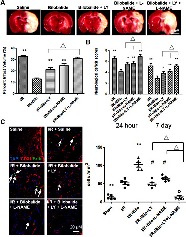 Fig. 6. Inhibition of Akt and/or eNOS pathways diminishes the beneficial effects of bilobalide on I/R induced injury. Co-treatment with bilobalide (10mg/kg), Akt inhibitor, LY294002 (5 µl of 100 µM solution per animal), and/or eNOS inhibitor, L-NAME (5 µl of 5mM solution per animal), led to larger infarct area (A) and poorer neurological scores (B) than bilobalide treatment alone. (C) Similarly, cotreatment with LY and/or L-NAME impaired bilobalide induced angiogenesis and cell proliferation as demonstrated by CD31 and BrdU immunostaining. Data are presented as mean±SD. n=12 rats per group at 24 hour time point; n=10 rats per group at 7 day time point. ** : p< 0.01; Δ, # or * : p< 0.05. Scale bar=0.5cm.