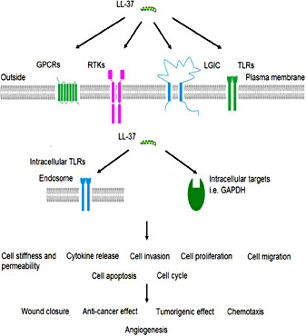 Fig. 1. Human cathelicidin LL-37 associated receptors and their cancer-related roles. GPCRs, G protein-coupled receptors. RTKs, receptor tyrosine kinases. LGIC, ligand-gated ion channel. TLRs, toll-like receptors. GAPDH, glyceraldehyde-3-phosphate dehydrogenase.