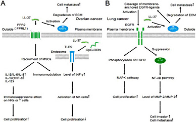 Fig. 2. Proposed tumorigenic mechanism of human cathelicidin LL-37 involvement in ovarian and lung cancer cells. (A) Ovarian cancer. (B) Lung cancer. FPR2, N-Formyl peptide receptor 2. FPRL-1, formly peptide receptor like-1. MSCs, mesenchymal stem cells. ECM, extracellular matrix. MMPs, matrix metalloproteinases. NK, natural killer. EGFR, epidermal growth factor receptor. MAPK, mitogen-activated protein kinases. IL, interleukin. INF, interferon. CpG-ODN, CpG oligodeoxynucleotides.