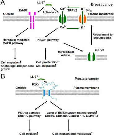 Fig. 3. Proposed tumorigenic mechanism of human cathelicidin LL-37 involvement in breast and prostate cancer cells. (A) Breast cancer. LL-37 activates TRPV2 and then PI3/Akt signaling and PI3/Akt signaling induce recruitment of TRPV2 from intracellular vesicles to the plasma membrane of pseudopodia. Ca2+ entry through TRPV2 occurs in concert with K+ efflux through BKCa. (B) Prostate cancer. ErbB2, Erb-b2 receptor tyrosine kinase 2. TRPV2, transient receptor potential cation. BKCa, Ca2+-activated K+-channels. P2X7, purinergic receptor 7. EMT, epithelial/mesenchymal transition.