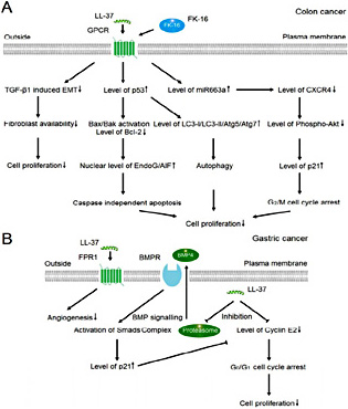 Fig. 4. Proposed anti-cancer mechanism of human cathelicidin LL-37 involvement in colon and gastric cancer cells. (A) Colon cancer. (B) Gastric cancer. Inhibition of proteasome activity induces the upregulation of BMP4, which subsequently activates BMP signaling. GPCR, G protein-coupled receptor. CXCR4, CXC chemokine receptor type 4. TGF-β1, tumor growth factor-β1. EndoG, endonuclease G. AIF, apoptosis inducing factor. FPR1, formyl peptide receptor 1. BMP4, bone morphogentic protein 4. BMPR, bone morphogentic protein receptor.