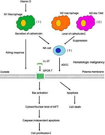 Fig. 5. Proposed anti-cancer mechanism of human cathelicidin LL-37 involvement in hematological malignancy cells. (1) M1 macrophages kill hematological malignancy cells by releasing cathelicidin in a vitamin D–dependent fashion. (2) M2 macrophages and M2-like TAMs with altered vitamin D metabolism result in low expression of cathelicidin and consequent ADCC suppression. (3) Cathelicidin secreted from macrophages enhances ADCC and cathelicidin in NK cell is also important for its function. GPCR?, G protein-coupled receptor, not yet reported. TAM, tumor-associated macrophage. ADCC, antibody-dependent cellular cytotoxicity. AIF, apoptosis inducing factor. NK, natural killer.