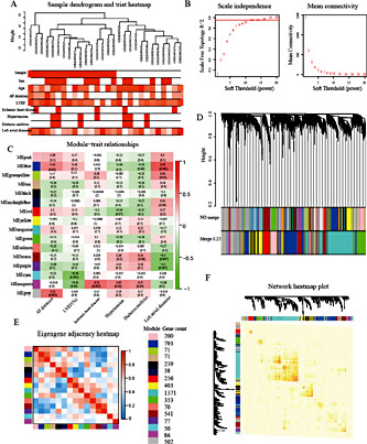 Fig. 4. Construction and interaction analysis of co-expression gene modules. (A) Cluster analysis of samples and the corresponding clinical information. (B) The effect of different power values on the scale independence degree and mean connectivity degree of co-expression modules. (C) The relationships of the co-expression modules with clinical traits. The value at the top of each square and the p value in parentheses reflect the correlation coefficient between the module Eigengene and the clinical characteristics. Red represents a positive correlation, and green represents a negative correlation. (D) The construction of co-expression modules based on a dynamic branch-cutting method. The merge cut height is 0.25. (E & F) The interactions and connectivity of Eigengenes among different gene co-expression modules. The colored squares and numbers on the right represent the different modules and the gene numbers, respectively.