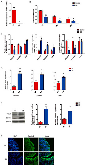 Fig. 1. Effects of the sodium butyrate diet on intestinal permeability and the expression of TNF-α, tight junction proteins in early weaned piglets. Piglets were fed a standard diet supplemented with or without 2000 mg/kg sodium butyrate for 21 days. (A) Effect of sodium butyrate on the expression of TNF-α mRNA in colon tissue (n = 3, *P< 0.05, **P< 0.01). (B) The lactulose-mannitol ratio in urine was determined using high-performance liquid chromatography on days 7, 14, and 21 post-weaning (n = 6, *P< 0.05, **P< 0.01). (C) Effect of sodium butyrate on the expression of tight junction proteins in duodenum, ileum, and jejunum tissue from early weaned piglets (n = 3, *P< 0.05, **P< 0.01). (D) Expression of mRNAs encoding the tight junction proteins Claudin-3, Occludin and ZO-1 in the colon (n = 3, *P< 0.05, **P< 0.01). (E) Representative immunoblots and quantification of Claudin-3 and Occludin expression (n = 3, *P< 0.05, **P< 0.01). (F) The expression of Claudin-3 protein in colon tissue was confirmed by immunofluorescence staining using an anti-Claudin-3 antibody (green) and DAPI (blue).