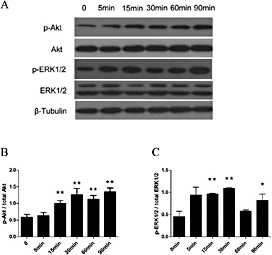 Fig. 3. Effect of sodium butyrate on ERK1/2 and Akt phosphorylation in a colon epithelial cell line. Caco-2 cells were cultured under 1.5 mM sodium butyrate treatment for 5, 15, 30, 60, and 90 min. (A) Representative immunoblotting of Akt and ERK. (B and C) Quantification of phosphorylated ERK1/2 and Akt in Caco-2 cells (n = 3, *P< 0.05, **P< 0.01).