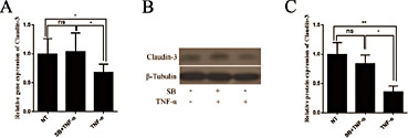 Fig. 5. Effect of TNF-α on the expression of Claudin-3 with or without sodium butyrate. (A) Expression of Claudin-3 mRNA in Caco-2 cells. The sodium butyrate + TNF-α group was pre-incubated with 1.5 mM sodium butyrate for 1 h followed by incubation with 150 ng/mL TNF-α for 48 h; the TNF-α group was incubated with 150 ng/mL TNF-α only for 48 h (n = 3, *P< 0.05, **P< 0.01). (B and C) Expression of Claudin-3 protein in Caco-2 cells with or without 1.5 mM sodium butyrate pre-incubation for 1 h followed by incubation with 150 ng/mL TNF-α for 48 h (n = 3, *P< 0.05, **P< 0.01).