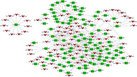 Fig. 4. Co-expression network of the miRNAs and differentially expressed circRNAs in subcutaneous adipose tissue between two pig breeds. Red represents miRNAs and green represents circRNAs.