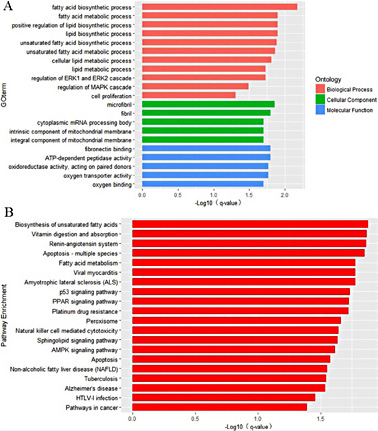 Fig. 7. (A) GO enrichment analysis and (B) KEGG pathway enrichment analysis of the target genes of circRNA_11897. (A) is composed of three parts: biological processes, molecular functions, and cellular components. The significance level of enrichment was set at q-value < 0.05. In (B), the vertical axis refers to the significantly enriched pathways with q-value< 0.05.