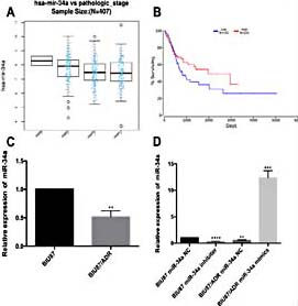 Fig. 1. Downregulated expression level of miR-34a in bladder cancer tissues correlates with tumor progression. (A) Levels of miR-34a in bladder cancer patients at different stages compared with early stage subjects in the TCGA database. (B) Kaplan– Meier analysis of overall survival in bladder cancer patients with low or high miR-34a levels. (C) Levels of miR-34a in BIU87 and BIU87/ADR cells. (D) Levels of miR-34a in BIU87 and BIU87 miR-34a inhibitors and BIU87/ADR and BIU87/ADR miR-34a mimics. *p< 0.05; **p< 0.01; ***p< 0.001.