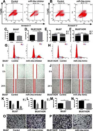 Fig. 3. miR-34a attenuates chemoresistance and metastasis in bladder cancer cells. Flow cytometry analysis shows that (A, C) low levels of miR-34a protect cells from apoptosis in BIU87 cells and (B, D) high levels of miR-34a promote cell apoptosis in BIU87/ADR cells. Cell cycle assays show that (E, G) low levels of miR-34a promote the cell cycle through reduced G1/G0 arrest and (F, H) high levels of miR-34a induce G1/G0 arrest in BIU87/ADR cells. Wound healing assays show that (I, K) low levels of miR-34a promote BIU87 cell migration and (J, L) high levels of miR-34a impair BIU87/ADR cell migration. Transwell migration assays show that (M, O) inhibition of miR-34a promotes BIU87 cell migration and (N, P) overexpression of miR-34a inhibits BIU87/ADR cell migration. *p< 0.05; **p< 0.01; ***p< 0.001.