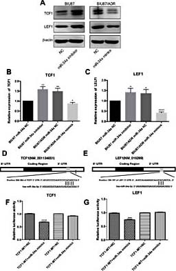 Fig. 4. miR-34a inhibits BC metastasis and chemoresistance by directly regulating TCF1 and LEF1 expression. (A) Western blot for TCF1 and LFF1 expression in BIU87 and BIU87/ADR cells. (B, C) qPCR for TCF1 and LEF1 mRNA expression in BIU87 and BIU87/ADR cells. Bioinformatics analysis shows that miR-34a binds to 3′UTR of (D) TCF1 mRNA and (E) LEF1 mRNA. (F) miR-34a-modified BIU87 cells were transfected with 1 µg of TCF1-3′UTR luciferase reporter plasmid, and the luciferase activities were quantified. (G) miR-34a-modified BIU87 cells were transfected with 1 µg of LEF1-3′UTR luciferase reporter plasmid, and the luciferase activities were quantified. *p< 0.05; **p< 0.01; ***p< 0.001.