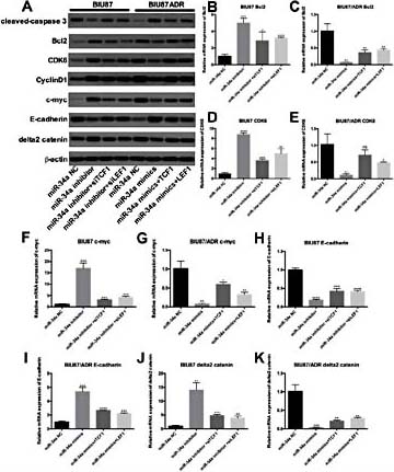 Fig. 5. miR-34a negatively regulates Wnt/ β-Catenin signaling pathways. (A) Western blot for Wnt/ β-Catenin signaling pathways in BIU87 and BIU87/ADR cells. qPCR for (B, C) Bcl2 mRNA expression, (D, E) CDK6 mRNA expression, (F, G) c-myc mRNA expression, (H, I) E-cadherin mRNA expression, and (J, K) delta2 catenin mRNA expression. *p< 0.05; **p< 0.01; ***p< 0.001.