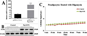 Fig. 1. Overexpression of truncated pig UCP1 protein failed to induce uncoupled respiration in pig preadipocytes. (A) UCP1 mRNA level was increased in pig preadipocytes after transfected with pcDNA3.1 (+)-pig UCP1 recombinant vector. (B) UCP1 protein was expressed in pig preadipocytes after transfected with pcDNA3.1 (+)-pig UCP1 recombinant vector. (C) Overexpression of the truncated pig UCP1 gene did not affect uncoupled respiration of pig preadipocytes. We used Oxygen Consumption/Mito Membrane Potential Dual Assay Kit to measure continuous oxygen consumption in transfected pig preadipocytes. The MitoXpress-Xtra probe phosphorescent lifetime signal increased as the oxygen concentration decrease. The results are presented as Mean ± S.E.M. of three replicates for each group. *** P< 0.001.