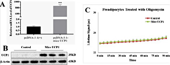 Fig. 2. Overexpression of mice UCP1 protein failed to induce uncoupled respiration in pig preadipocytes. (A) Mice UCP1 mRNA level was increased in pig preadipocytes after transfected with pcDNA3.1 (+)-mice UCP1 recombinant vector. (B) Mice UCP1 protein was expressed in pig preadipocytes after transfected with pcDNA3.1 (+)-mice UCP1 recombinant vector. (C) Overexpressing the mice UCP1 gene did not affect uncoupled respiration of pig preadipocytes. We used Oxygen Consumption/Mito Membrane Potential Dual Assay Kit to measure continuous oxygen consumption in transfected pig preadipocytes. The results are presented as Mean ± S.E.M. of three replicates for each group. *** P< 0.001.