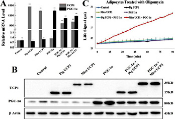 Fig. 3. Overexpression of pig PGC-1α and mice UCP1 enabled pig preadipocytes to acquire uncoupled respiration. (A) PGC-1α and UCP1 mRNA levels were increased in pig preadipocytes after transfected with both recombinant vectors. (B) Overexpressing PGC-1α increased mice UCP1 protein level in pig preadipocytes after transfected with both recombinant vectors. (C) Co-overexpressing pig PGC-1α and mice UCP1 gene induced uncoupled respiration in pig preadipocytes. We used Oxygen Consumption/Mito Membrane Potential Dual Assay Kit to measure continuous oxygen consumption in transfected pig preadipocytes. The results are presented as Mean ± S.E.M. of three replicates for each group. ** P< 0.001.
