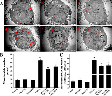 Fig. 4. Overexpression of PGC-1α increased the mitochondrial biogenesis in pig preadipocytes. (A) The morphology and number of mitochondria were observed by transmission electron microscopy. The arrows show some representative mitochondria. Fig. a-f represent pig preadipocytes transfected with pcDNA3.1 (+), pcDNA3.1 (+)-pig UCP1, pcDNA3.1 (+)-mice UCP1, pcDNA3.1 (+)-PGC-1α, pcDNA3.1 (+)-PGC-1α + pcDNA3.1 (+)-pig UCP1, pcDNA3.1 (+)-PGC-1α + pcDNA3.1 (+)-mice UCP1, respectively. (B) The quantitative data of mitochondrial number in Fig. A. (C) Mitochondrial DNA copy number was increased in pig preadipocytes after overexpressing PGC-1α. The results are presented as Mean ± S.E.M. of three replicates for each group. ** P< 0.001.