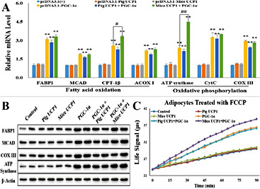 Fig. 5. Co-overexpression of mice UCP1 and pig PGC-1α increased the expression of genes associated with mitochondrial energy metabolism and oxygen consumption in the pig preadipocytes. (A) Cooverexpressing mice UCP1 and pig PGC-1α elevated mRNA levels of the mitochondrial oxidative phosphorylation-related and fatty acid oxidation-related genes in pig preadipocytes. (B) Cooverexpressing mice UCP1 and pig PGC-1α elevated protein levels of mitochondrial biogenesis, fatty acid oxidation, and oxidative phosphorylation-related genes in pig preadipocytes. (C) Co-overexpressing mice UCP1 and pig PGC-1α increased mitochondrial oxygen consumption in the pig preadipocytes. We used Oxygen Consumption/Mito Membrane Potential Dual Assay Kit to measure continuous oxygen consumption in transfected pig preadipocytes. The results are presented as Mean ± S.E.M. of three replicates for each group. * indicates a difference between treatments (transfected with different recombinant vectors) and control (pcDNA3.1), and # indicates a difference between pcDNA3.1-PGC-1α transfection group and PGC-1α + Mice UCP1 co-transfection group. N = 3, **, P< 0.01; #, P< 0.05; ##, P< 0.01.