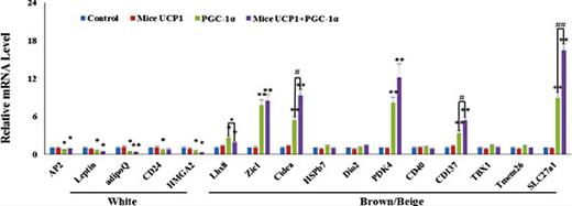 Fig. 6. Co-overexpression of pig PGC-1α and mice UCP1 increased the expression of brown/beige adipocyte marker genes in pig preadipocytes. The expressions of brown and beige adipocyte marker genes were measured in preadipocytes transfected with pig PGC-1α and mice UCP1. The results are presented as Mean ± S.E.M. of three replicates for each group. * indicates a difference between treatments (transfected with different recombinant vectors) and control (pcDNA3.1), and # indicates differences between PGC-1α transfection group and PGC-1α + Mice UCP1 co-transfection group. N = 3, **, P< 0.05, **, P< 0.01; #, P< 0.05; ##, P< 0.01.