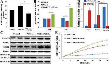 Fig. 7. Functional UCP1 increased PGC-1α activity through activating the AMPK-SIRT1 signal pathway. (A) Functional UCP1 decreased the ATP level in preadipocytes. (B) Functional UCP1 increased AMPK and SIRT1 mRNA levels in pig preadipocytes. (C) Functional UCP1 increased pAMPK and SIRT1 protein levels and decreased the acetylation level of PGC-1α in pig preadipocytes. (D) The gray-scale scan of the WB results. (E) Pig preadipocytes acquired uncoupling respiration after co-transfected with pig PGC-α-M and mice UCP1. The results are presented as Mean ± S.E.M. of three replicates for each group. * P< 0.05, ** P< 0.01.