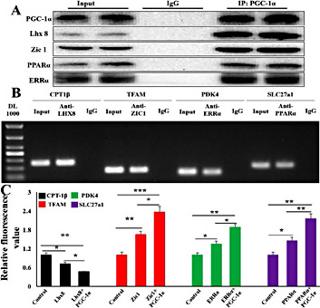 Fig. 8. PGC-1α regulated the expression of mitochondrial energy metabolism and adipocytes browning related genes. (A) IP assays showed transcriptional co-activator PGC-1α interacted with transcription factors Lhx8, Zic1, ERRα, and PPARα. (B) ChIP assays showed Lhx8 binds directly to the CPT-1β promoter region, Zic1 binds directly to the TFAM promoter region, ERRα binds directly to the PDK4 promoter region, and PPARα binds directly to the SLC27a1 promoter region. (C) DualLuciferase Report Gene System results confirmed the regulatory relationship between the transcription factors and the genes. The results are presented as Mean ± S.E.M. of three replicates for each group. * P< 0.05, ** P< 0.01, *** P< 0.001.