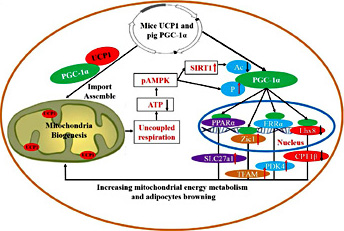 Fig. 9. Model of how pig PGC-1α and mice UCP1 interact at the genetic and functional levels to restore uncoupling respiration in pig preadipocytes. Overexpression of pig PGC-1α promotes mitochondrial biogenesis in pig preadipocytes. In this process, mice UCP1 assembled into the mitochondrial inner membrane to exert its function. The uncoupled respiration of functional UCP1 increased pAMPK and SIRT1 protein levels. The de-acetylation of SIRT1 and the phosphorylation of pAMPK increased the PGC-1α activity. The active transcriptional co-activator PGC-1α interacted with transcription factors Lhx8, Zic1, ERRα, and PPARα regulated mitochondrial energy metabolism and the expression of preadipocytes browning-related genes. Thus, co-overexpressing mice UCP1 and pig PGC-1α restored uncoupling respiration in pig preadipocytes.