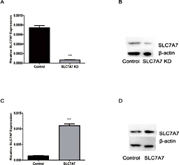 Fig. 2. Effects of SLC7A7 knockdown and overexpression on SLC7A7 mRNA and protein levels. shRNA lenti-virus for the SLC7A7 gene and SLC7A7-overexpressing viral vector were constructed to separately infect Jurkat cells. After the transfection, the cells were treated with puromycin for 48 h. Interference efficiency was confirmed by real-time PCR and western blot. (A) mRNA expression of SLC7A7 in the control and Lv-shSLC7A7 groups (P = 0.002). (B) Protein expression of SLC7A7 and mTOR in the control and Lv-shSLC7A7 groups. (C) mRNA expression of SLC7A7 in the control and SLC7A7 overexpression groups (P = 0.002). (D) Protein expression of SLC7A7 and mTOR in the control and SLC7A7 overexpression groups.