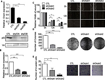 Fig. 1. Knockdown of Onzin decreases mouse osteosarcoma cell migration, clonogenic survival, and invasion. (A) Onzin mRNA levels were decreased when mutant p53 expression was knocked down by shRNAs (shp53A and shp53B) in H318-1 cells. (B) Knocked down Onzin expression by shRNAs (H318shOnzin1 and H318shOnzin2). (C) Decreased wound-healing, (D) clonogenic survival, and (E) Matrigel transwell invasion activities in H318-1 cells with Onzin knockdown. Initial wound width after removing the culture insert was set as 100%. Vinculin (Vin) was used as the loading control.