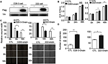 Fig. 2. Onzin overexpression promotes mouse osteosarcoma cell proliferation, migration, and clonogenicity. (A) Flag-tagged Onzin was overexpressed in mouse O263 and 222 osteosarcoma cell lines as determined by western blot analyses. (B) MTT, (C) wound-healing, and (D) clonogenic survival assays were performed with Onzin-overexpressing cells (O263-Onzin and 222-Onzin) and empty vector pBABE-puro (CTL) cells. Initial wound width after removing the culture insert was set as 100%. Vin was used as the loading control.