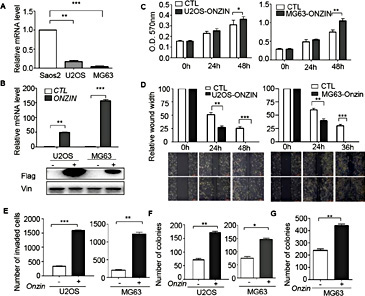 Fig. 3. ONZIN overexpression enhances human osteosarcoma cell proliferation, migration, invasion, clonogenic survival, and anchorage-independent colony formation in MG63 and U2OS cells. (A) ONZIN expression levels in Saos2, MG63, and U2OS cell lines as determined by qRT-PCR analysis (B) Flag-tagged ONZIN overexpression as determined by qRT-PCR (upper) and western blot (lower) analyses in MG63 and U2OS cells. The endogenous levels of ONZIN in U2OS and MG63 was set as 1. (C) MTT analysis, (D) wound-healing, (E) Matrigel transwell invasion, (F) clonogenic survival, and (G) soft agar colony formation assays were performed with ONZIN-overexpression cells. Initial wound width after removing the culture insert was set as 100%. Vin was used as the loading control. CTL, pBABE-puro; ONZIN, pBABEFLAG-ONZIN.