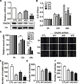 Fig. 4. ONZIN knockdown decreases cell proliferation, migration, invasion, cologenicity, and anchorage-independent colony formation in Saos2 cells. (A) ONZIN expression was decreased by shRNA knockdown as determined by qRT-PCR (upper) and western blot (lower) analyses in Saos2 cells. (B) MTT, (C) wound-healing, (D) Matrigel transwell invasion, (E) clonogenic survival, and (F) soft agar colony formation assays were performed using ONZIN knockdown cells. Initial wound width after removing the culture insert was set as 100%. Vin was used as the loading control. The three different shRNAs used against ONZIN were sh1, sh2, and sh3.