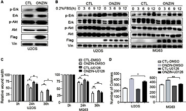 Fig. 5. ONZIN induces the phosphorylation of ERK1/2. (A) ONZIN overexpression increased ERK1/2 phosphorylation in U2OS cells. (B) ERK phosphorylation was induced in ONZIN overexpression cells after 0.2% fetal bovine serum (FBS) treatment. Cells were starved for 12 h (no FBS) and then treated with 0.2% FBS for 0, 3, 6, 9, and 12 h. The MEK1/2-specific inhibitor U0126 significantly inhibits ONZIN induced (C) wound-healing and (D) low-density clonogenic survival. Cells were incubated with DMSO or 15 uM of U0126 for 24 h in a wound-healing assay. Then, 500 cells were plated into 6-well plates in a clonogenic survival assay and incubated with normal medium containing DMSO or 15 uM of U0126 for 14 days before colonies were stained and counted. Initial wound width after removing the culture insert was set as 100%. Vin was used as the loading control.