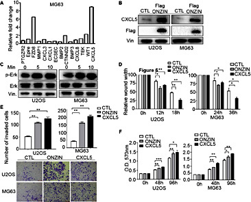Fig. 6. ONZIN-induced CXCL5 upregulation contributes to osteosarcoma metastasis. ONZIN overexpression increased CXCL5 expression as determined by (A) qRT-PCR and (B) western blot. (C) CXCL5 treatment induced ERK1/2 phosphorylation. Cells were treated by CXCL5 in the culture media at a concentration of 0.1 pM. (D) Wound-healing, (E) Matrigel transwell invasion, and (F) MTT assays were performed using U2OS and MG63 cells either treated with CXCL5 or overexpressing ONZIN.