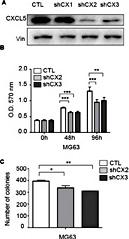 Fig. 7. CXCL5 knockdown inhibits cell proliferation and clonogenic survival. (A) CXCL5 expression was decreased by shRNA knockdown as determined by western blot analysis in MG63 cells. (B) MTT and (C) low-density clonogenic survival assays were performed using CXCL5 knockdown cells. Vin was used as the loading control. The three different shRNAs used against CXCL5 were shCX1, shCX2, and shCX3.