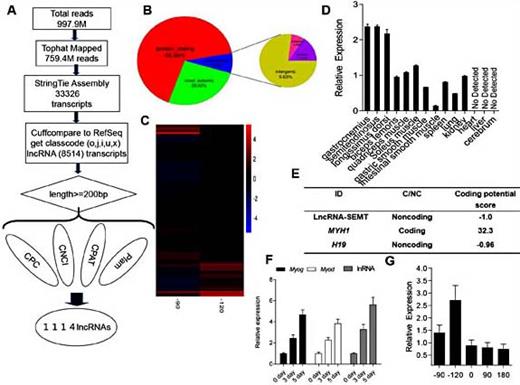 Fig. 1. Scan of the sheep genome for lnc-SEMT associations. (A) Workflow of RNA-seq. (B) lncRNAs divide into the intergenic lncRNAs, intronic lncRNAs and anti-sense lncRNAs. (C) Heatmap of microarray analysis was implemented to corroborate putative lncRNAs. (D) Real-time PCR analysis of lnc-SEMT expression in heart, liver, spleen, lung, cerebrum, brain and several types of sheep muscles. Mean values ± SEM, n=3, * P< 0.05.(E) The protein-coding potential of lnc-SEMT by Bioinformatics analysis.(F) Real-time PCR analysis of lnc-SEMT expression in sheep myoblasts at undifferentiated stage (0 days), differentiated stage (3 days and 5days). Mean values ± SEM, n=3, * P< 0.05. (G)Real-time PCR analysis of lnc-SEMT expression in sheep longissimus dorsi at embryonic 90 days (-90) and embryonic 120 days (-120), new born (0), postnatal 90 days (90) and postnatal 180 days (180). Mean values ± SEM, n=3, * P< 0.05.