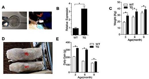Fig. 3. Muscle specific lnc-SEMT TG sheep with enhanced muscularity. (A) The TG sheep obtained by injection of zygotes and intrauterine cervical insemination. (B) Real-time PCR analysis of lnc-SEMT expression in longissimus dorsi from WT and TG sheep. (C) Body weight of the WT and TG sheep at 3, 6 and 9 months postpartum. (D) RepresentativeTG sheep and WT sheep at 6 months postpartum. (E) Daily Gain of the WT and TG sheep at 3, 6 and 9 months postpartum. All data are shown as mean values ± SEM, n=5, * P< 0.05.