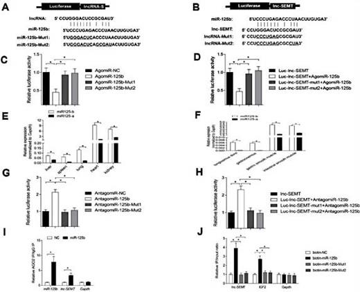 Fig. 6. lnc-SEMT acts as a molecular sponge for miR-125b in vitro. (A) Potential binding sites in lnc-SEMT and miR-125b.Two seed sequence mutants of miR-125b (miR-125b-mut1 and miR-125b-mut2) are shown below. The underlined sequences represent the mutant site. (B) Luciferase reporter constructs: wild type lnc-SEMT and two lnc-SEMT mutants (lnc-SEMT-mut1 and lnc-SEMT-mut2) in the miR-125b binding site were inserted into psiCHECK-2 vector. The underlined sequences represent the mutant sites. (C) The relative luciferase activity of psiCHECK-2 containing WT lnc-SEMT co-transfected with AgomiR-125b or mutated AgomiR-125b. (D) The relative luciferase activity of psiCHECK-2 expressing WT or mutated lnc-SEMT co-transfected with AgomiR-125b. (E) Real-time PCR analysis of miR-125b and miR-125a expression in the different tissues of the sheep. (F) Real-time PCR analysis of miR-125b and miR-125a expression in muscle of the sheep.(G) The relative luciferase activity of psiCHECK-2 containing WT lnc-SEMT co-transfected with Antagomir-125b or mutated Antagomir-125b. (H) The relative luciferase activity of psiCHECK-2 expressing WT or mutated lnc-SEMT co-transfected with Antagomir-125b. (I) Ago2 immunoprecipitation was performed in sheep myoblasts transfected with control miRNA (miR-NC) or miR-125b, followed by real-time PCR to detect lnc-SEMT associated with Ago2. (J) Streptavidin capture was performed in sheep myoblasts transfected with biotin-miR-NC, biotin-miR-125b or mutated biotin-miR-125b, followed by real-time PCR to detect lnc-SEMT, IGF2 mRNA and control Gapdh mRNA abundances.