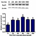 Fig. 2. Effects of methionyl-methionine (Met-Met) concentration (0-160 µg/ml) on protein expression of PepT2 in bovine mammary epithelial cells. Upper panels: Western blot analysis of PepT2 and β-actin. Bottom panel: PepT2 levels in the upper panel were quantitatively scanned and normalized by β-actin levels. Means without a common letter differ, P< 0.05. Values are the means ± SEM (n=3 per group).