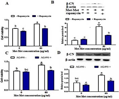 Fig. 6. Effects of rapamycin (100 ng/ml) and tyrphostin AG-490 (50 µM) on Met-Met-stimulated cell viability and β-casein (β-CN) synthesis in bovine mammary epithelial cells cultured with or without 80 μg/ml of Met-Met. (A) Effects of rapamycin on Met-Met-stimulated cell viability. (B) Effects of rapamycin on Met-Met-stimulated β-CN synthesis. (C) Effects of AG-490 on Met-Met-stimulated cell viability. (D) Effects of AG-490 on Met-Met-stimulated β-CN synthesis. Means without a common letter differ, P< 0.05. Values are the means ± SEM (n=3 per group).