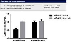Fig. 5. A: screen capture from microrna.org showing relationship ofmiR-410 and ADAMTS1; B: dual luciferase reporter assay (* indicated P< 0.05 compared with Normal group, # indicated P< 0.05 compared with Model group).