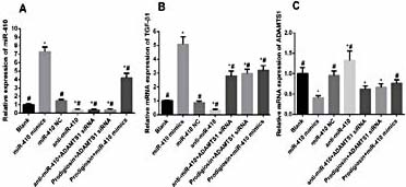 Fig. 6. RT-PCR onrelative expression of miR-410 (A), TGF-β1 mRNA (B) and ADAMTS1 mRNA (C) (* indicated P< 0.05 compared with Normal group, # indicated P< 0.05 compared with Model group).