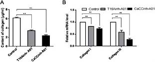 Fig. 4. Collagen secretion from CFs after treatment with T16Ainh-A01 and CaCCinh-A01 for 48 h. (A) collagen content (measured by hydroxyproline assay) in different groups. (B) relative mRNA expressions of collagen Ⅰ and collagen Ⅲ (measured by qRT-PCR) in different groups. Data are expressed as mean ± SEM, **p< 0.01, vs. control.
